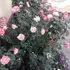 Deaconescu из Бухареста, мне 43, познакомлюсь